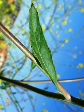 Brassica nigra (L.) W. D. J. Koch